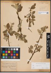 Foto von Salix caprea L.